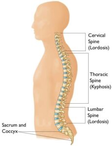 Spinal Mobilization levels